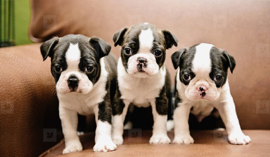 Ritracto :: Pets
